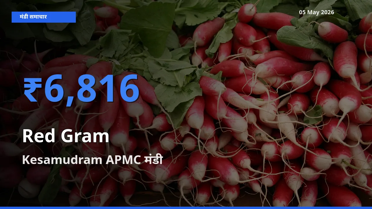 Kesamudram APMC में अरहर का आज सबसे ऊँचा भाव