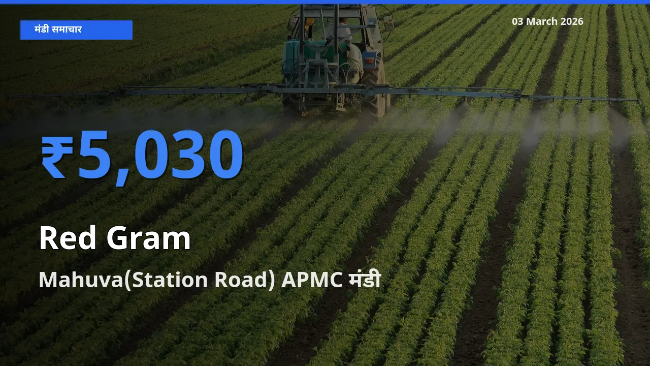 Mahuva(Station Road) APMC में अरहर का आज सबसे ऊँचा भाव