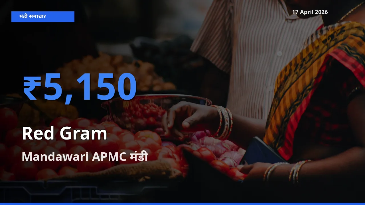 Mandawari APMC मंडी में आज अरहर के सबसे ऊँचे दाम दर्ज