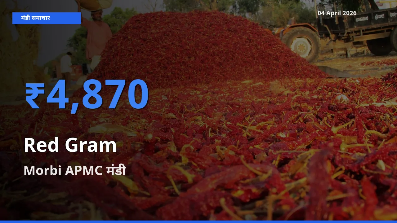 आज का मंडी भाव: अरहर के सबसे ज़्यादा दाम Morbi APMC में