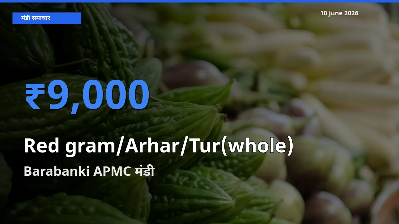 10 June अपडेट: साबुत अरहर के सबसे ऊँचे दाम Barabanki APMC मंडी में