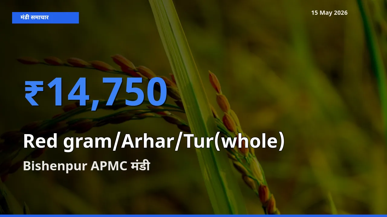 Bishenpur APMC मंडी में साबुत अरहर ₹14,750 पर पहुँचा – आज का सर्वोच्च भाव