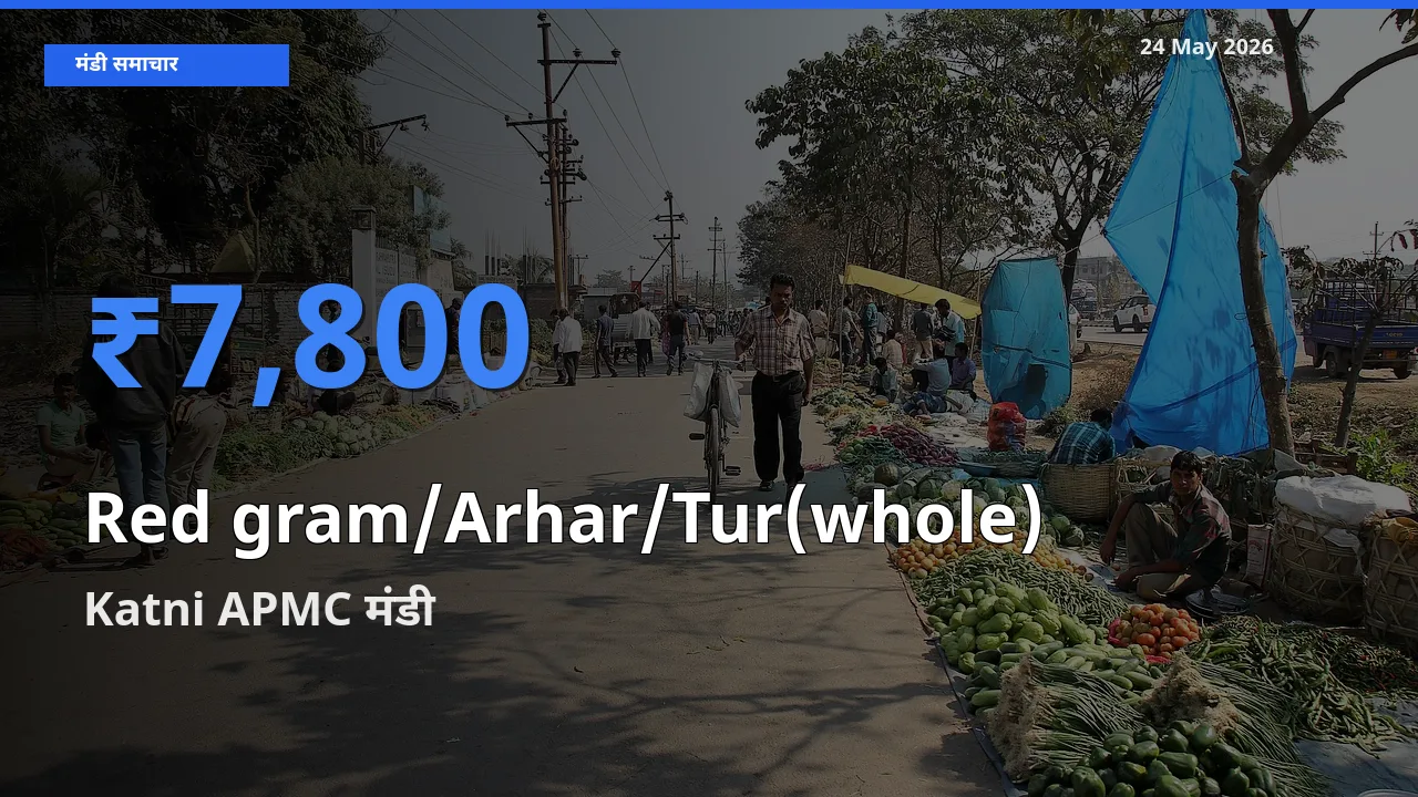 आज साबुत अरहर के सबसे ऊँचे दाम ₹7,800 Katni APMC मंडी में