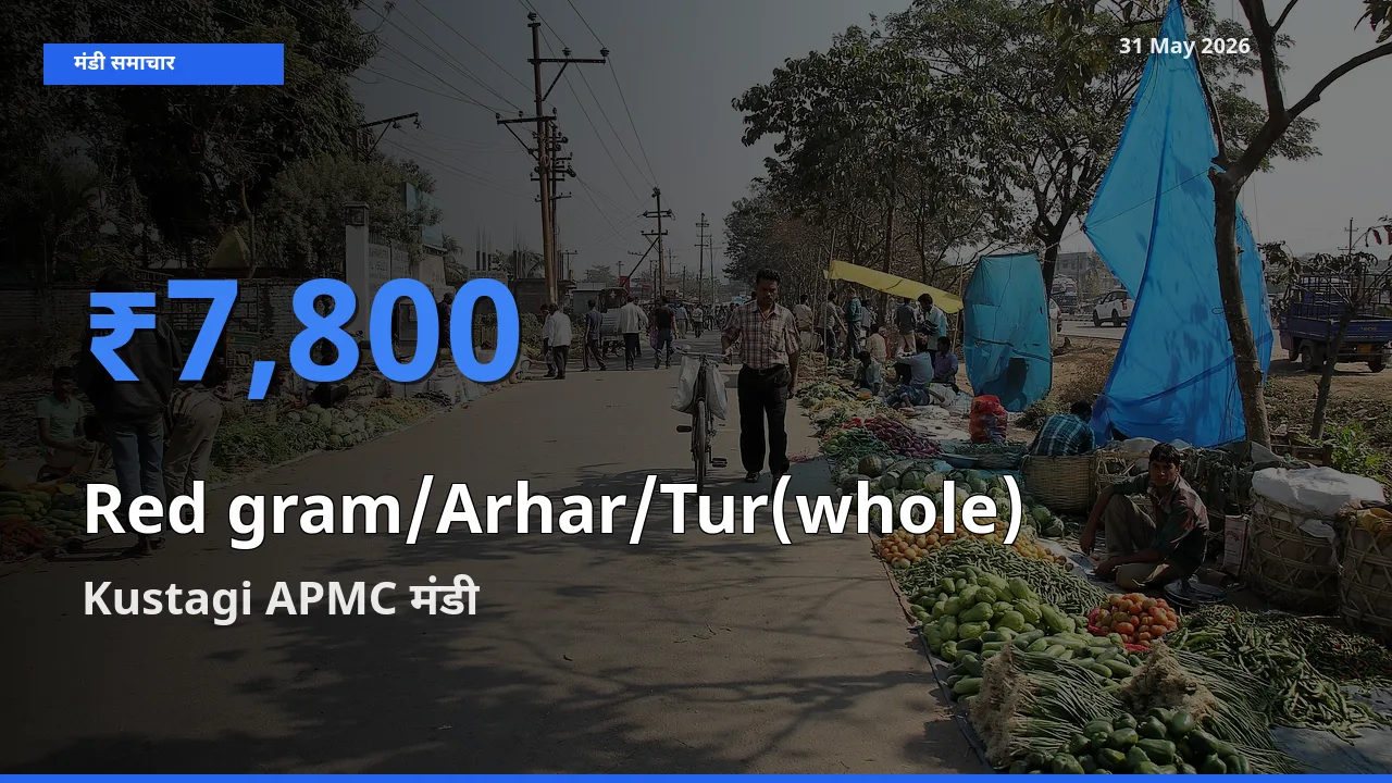 Kustagi APMC मंडी में साबुत अरहर ₹7,800 पर पहुँचा – आज का सर्वोच्च भाव