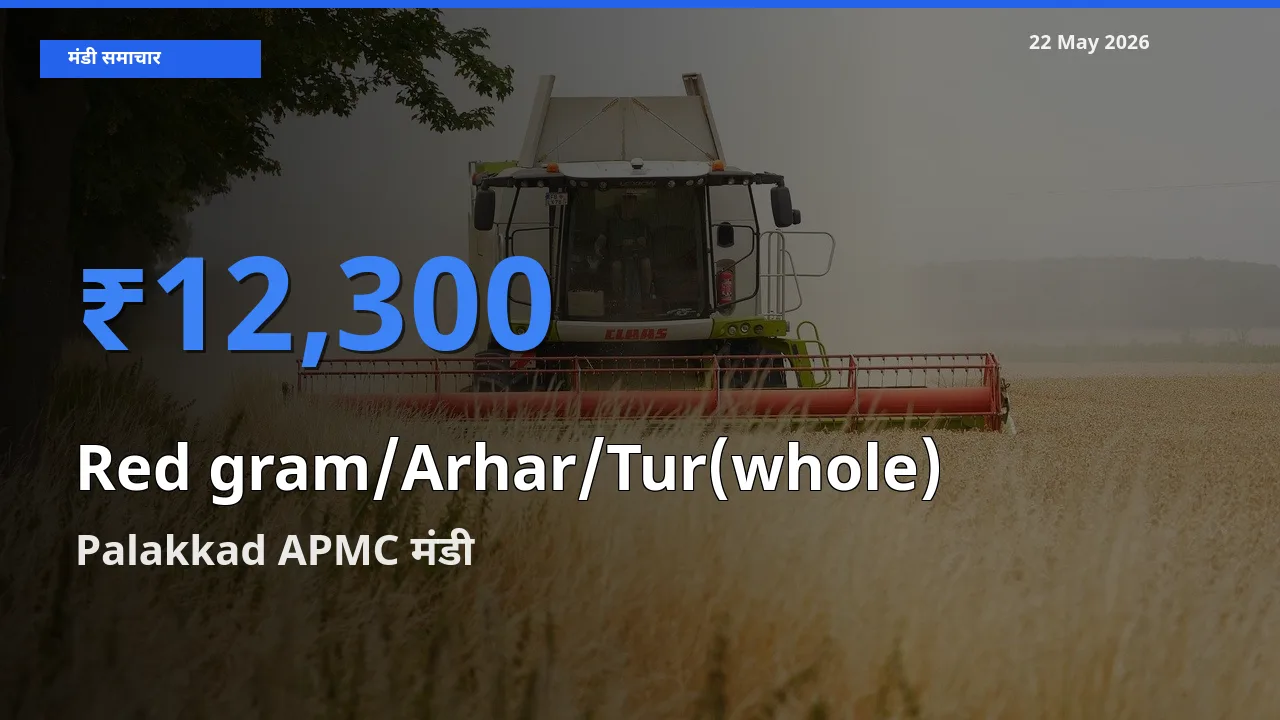 आज का मंडी भाव: साबुत अरहर के सबसे ज़्यादा दाम Palakkad APMC में