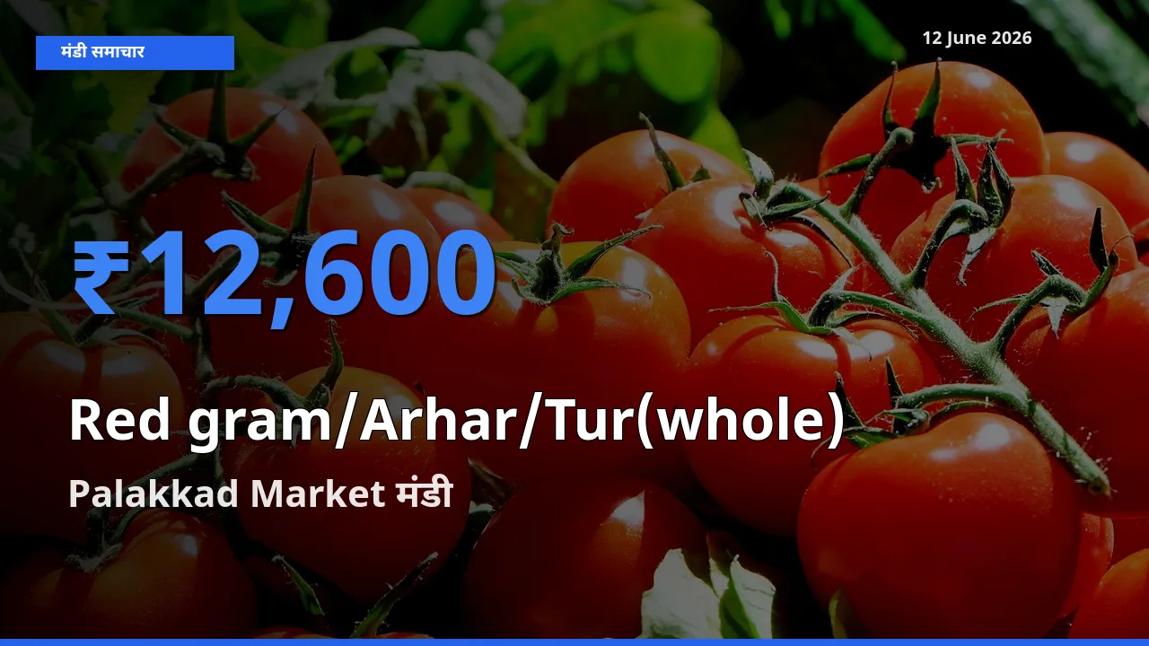 किसानों की पसंद बना Palakkad Market, साबुत अरहर के सबसे अच्छे दाम