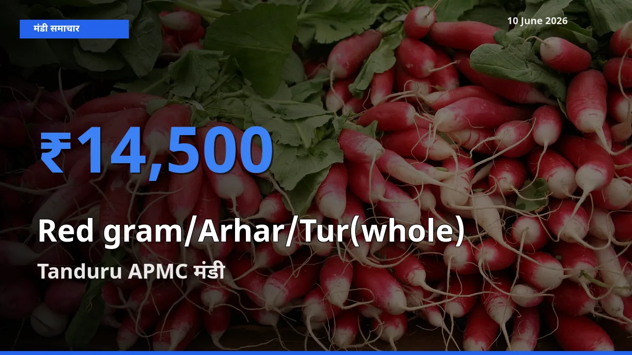 10 June अपडेट: साबुत अरहर के सबसे ऊँचे दाम Tanduru APMC मंडी में