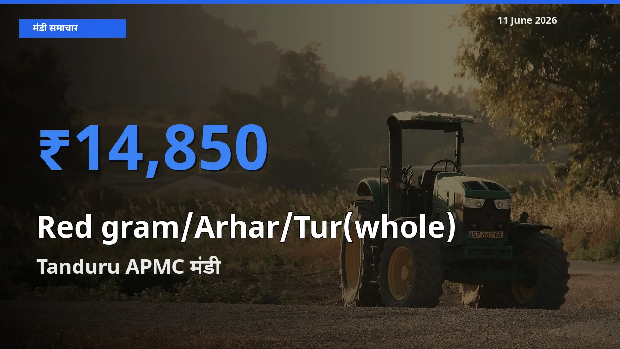 Tanduru APMC मंडी में आज साबुत अरहर के सबसे ऊँचे दाम दर्ज