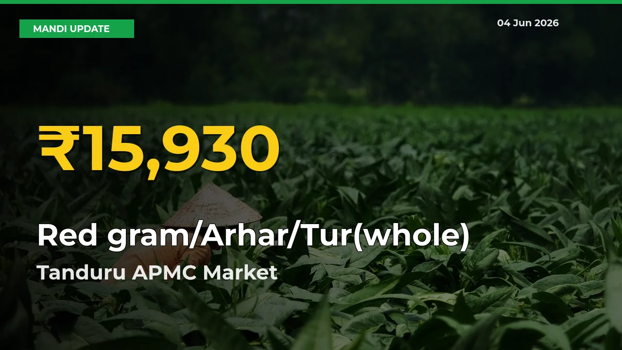 Red gram/Arhar/Tur(whole) Price Rally Continues – Tanduru APMC Hits Fresh High Today