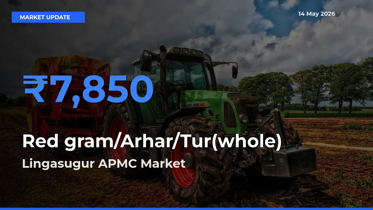 Lingasugur APMC Tops Red gram/Arhar/Tur(whole) Rates – May 14 Market Update
