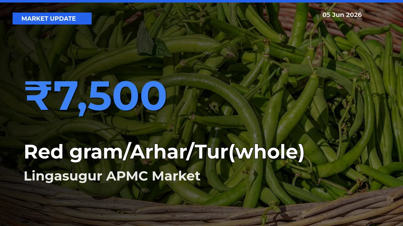 Lingasugur APMC Offers ₹7,500 – Highest Red gram/Arhar/Tur(whole) Rate Today