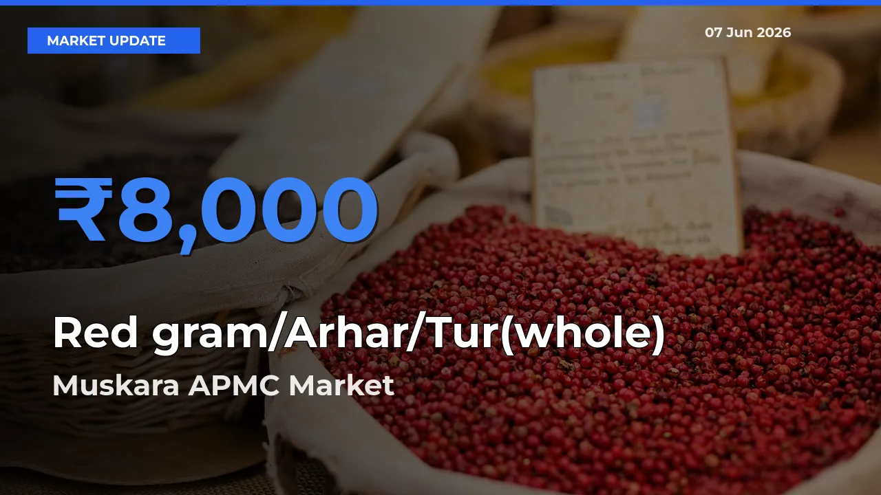 Farmers Prefer Muskara APMC as Red gram/Arhar/Tur(whole) Hits Highest Rate