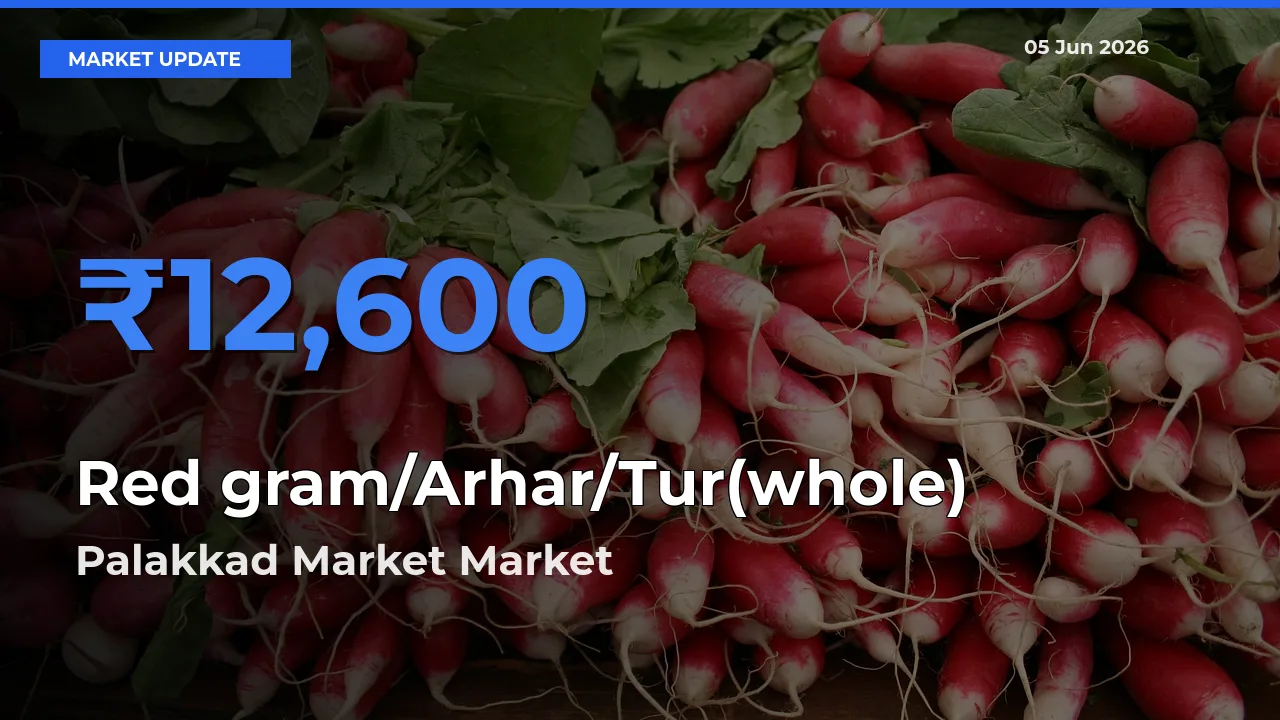 Palakkad Market Offers ₹12,600 – Highest Red gram/Arhar/Tur(whole) Rate Today