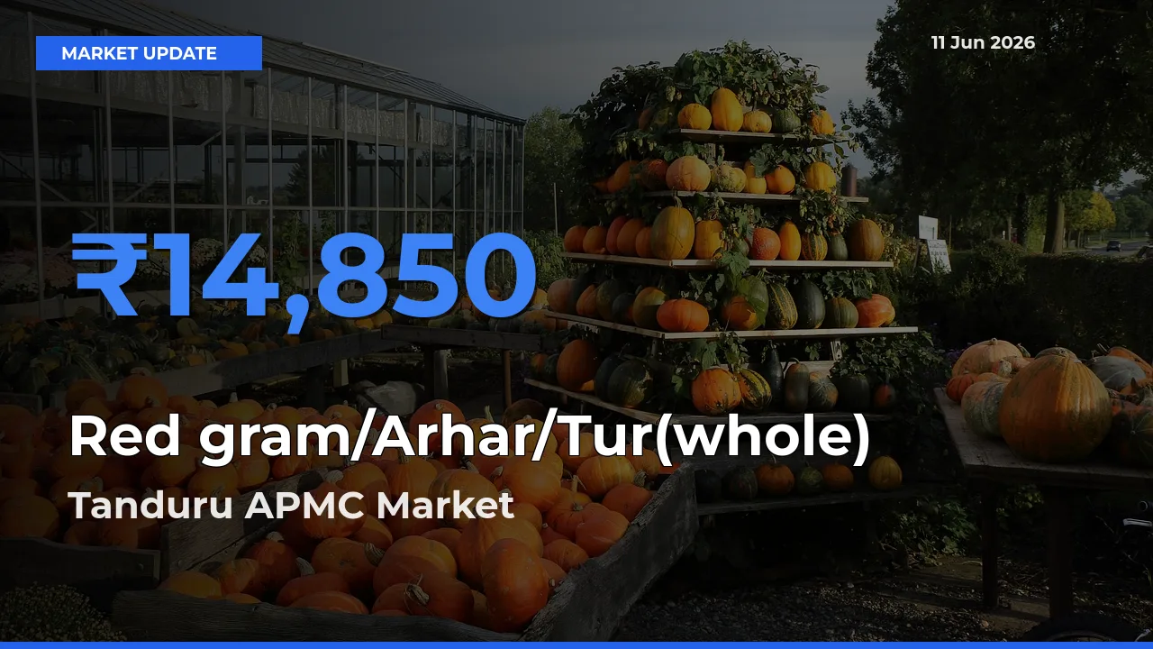 Farmers Prefer Tanduru APMC as Red gram/Arhar/Tur(whole) Hits Highest Rate