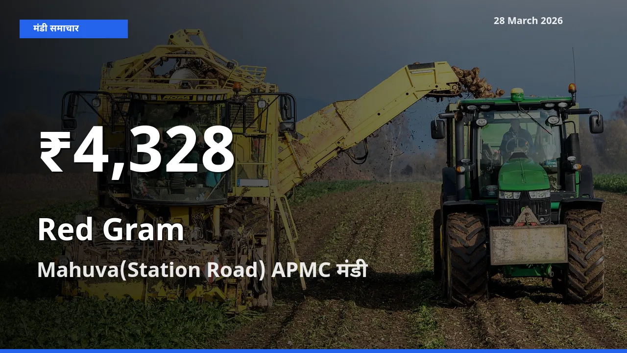 तेज़ गिरावट! Mahuva(Station Road) APMC में अरहर के दाम 30 दिन के निचले स्तर पर