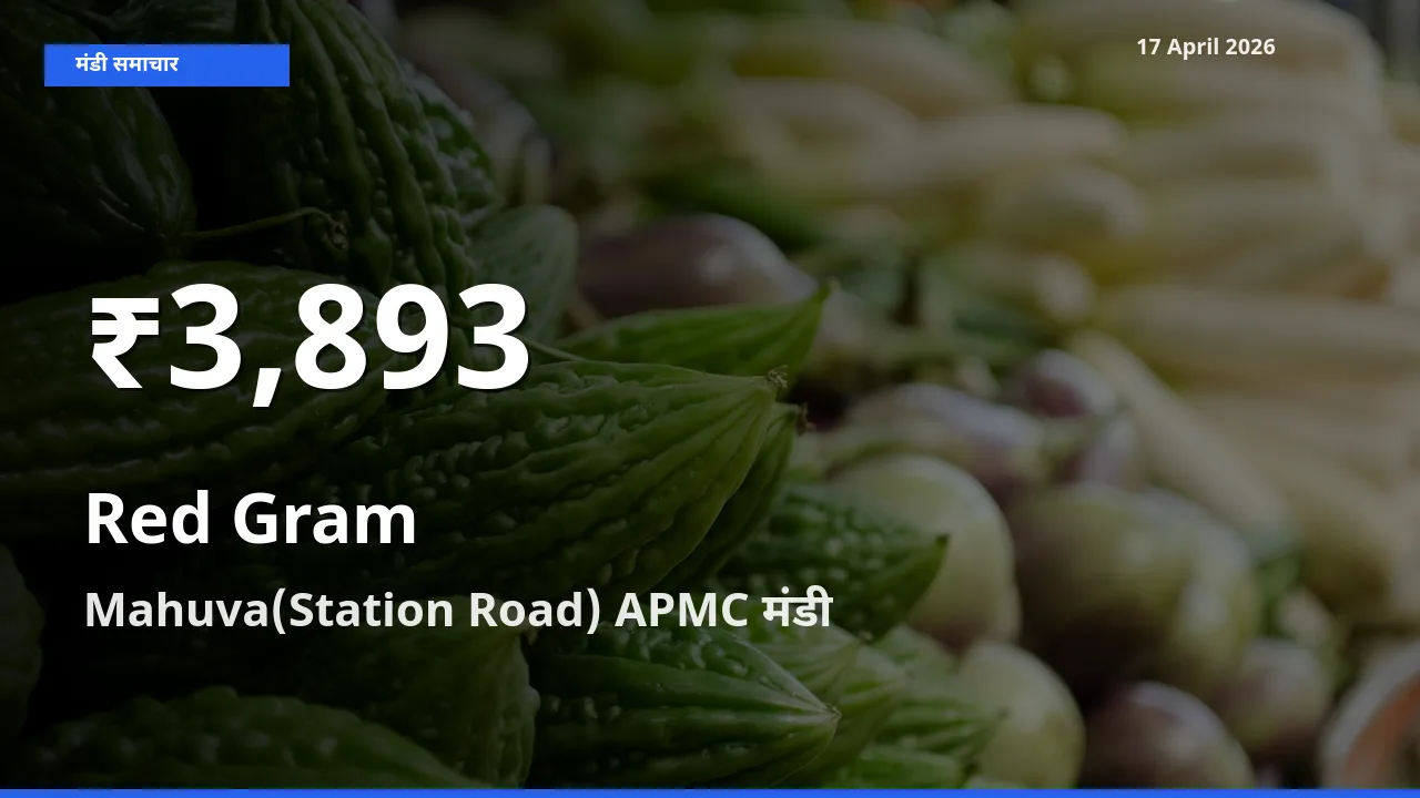 Mahuva(Station Road) APMC में अरहर ₹3,893 पर गिरा – 30 दिन का न्यूनतम भाव
