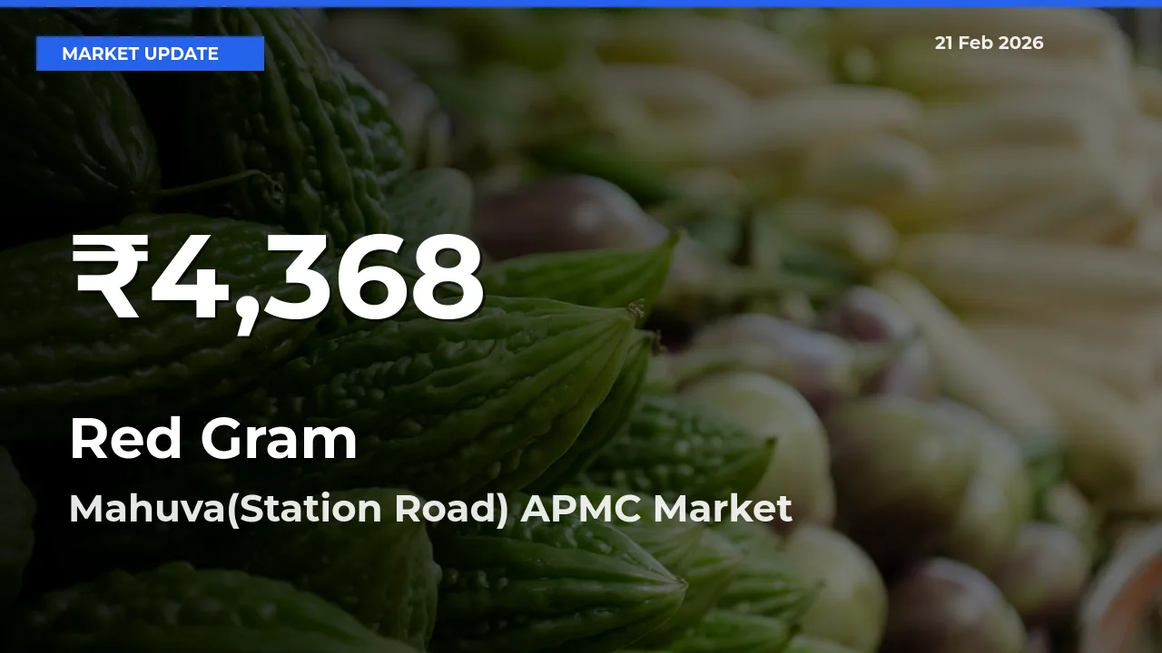 Sharp Fall! Red Gram Prices Drop to 30-Day Low in Mahuva(Station Road) APMC