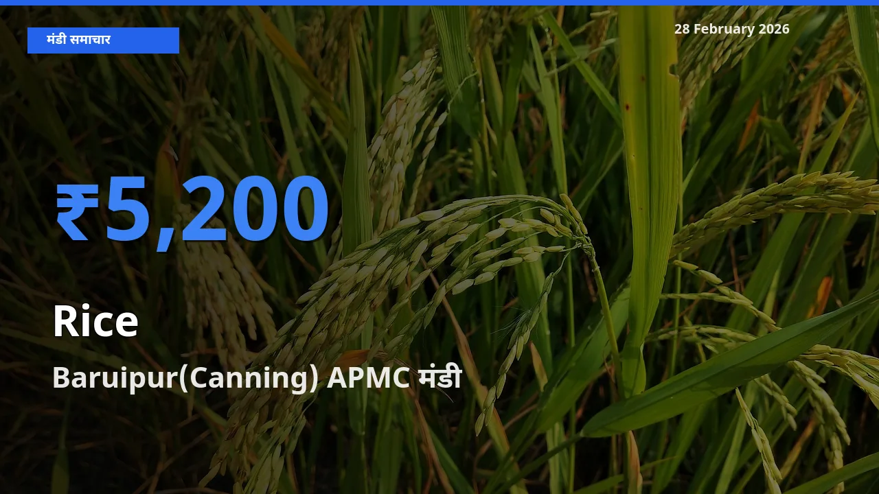 Baruipur(Canning) APMC मंडी में Rice ₹5,200 पर पहुँचा – आज का सर्वोच्च भाव
