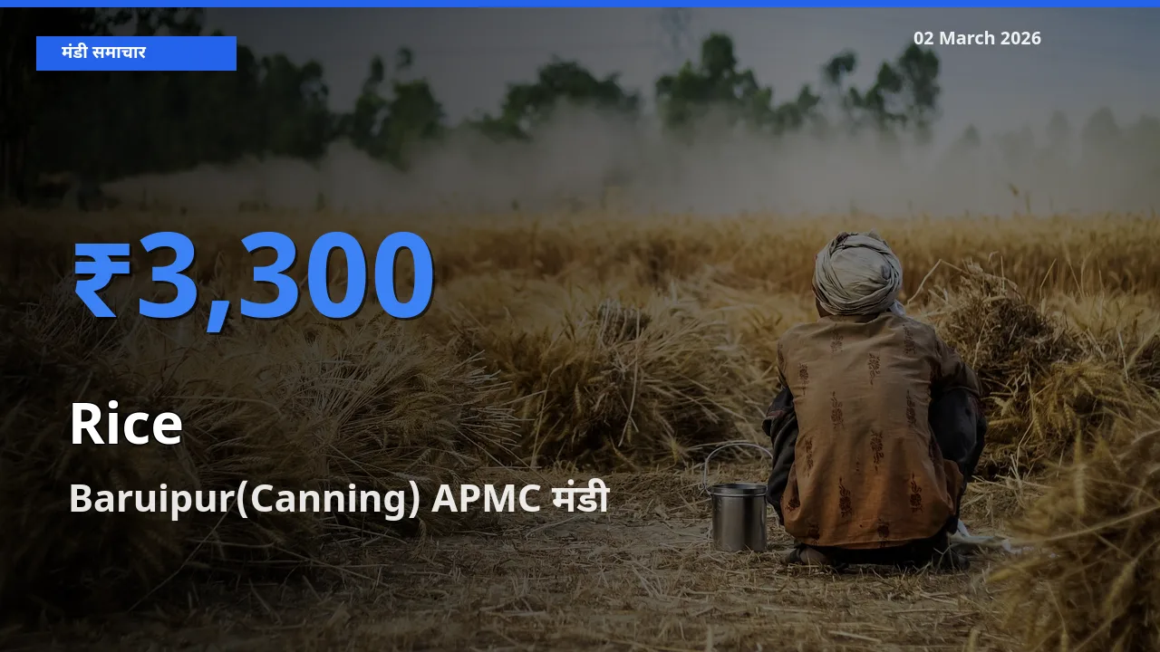 Baruipur(Canning) APMC मंडी में आज Rice के सबसे ऊँचे दाम दर्ज