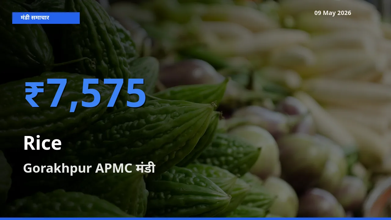 आज चावल के सबसे ज़्यादा दाम Gorakhpur APMC मंडी में दर्ज