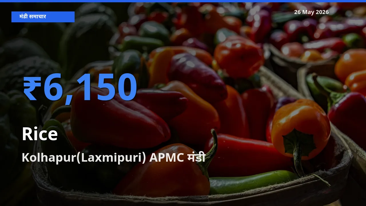आज चावल के सबसे ज़्यादा दाम Kolhapur(Laxmipuri) APMC मंडी में दर्ज