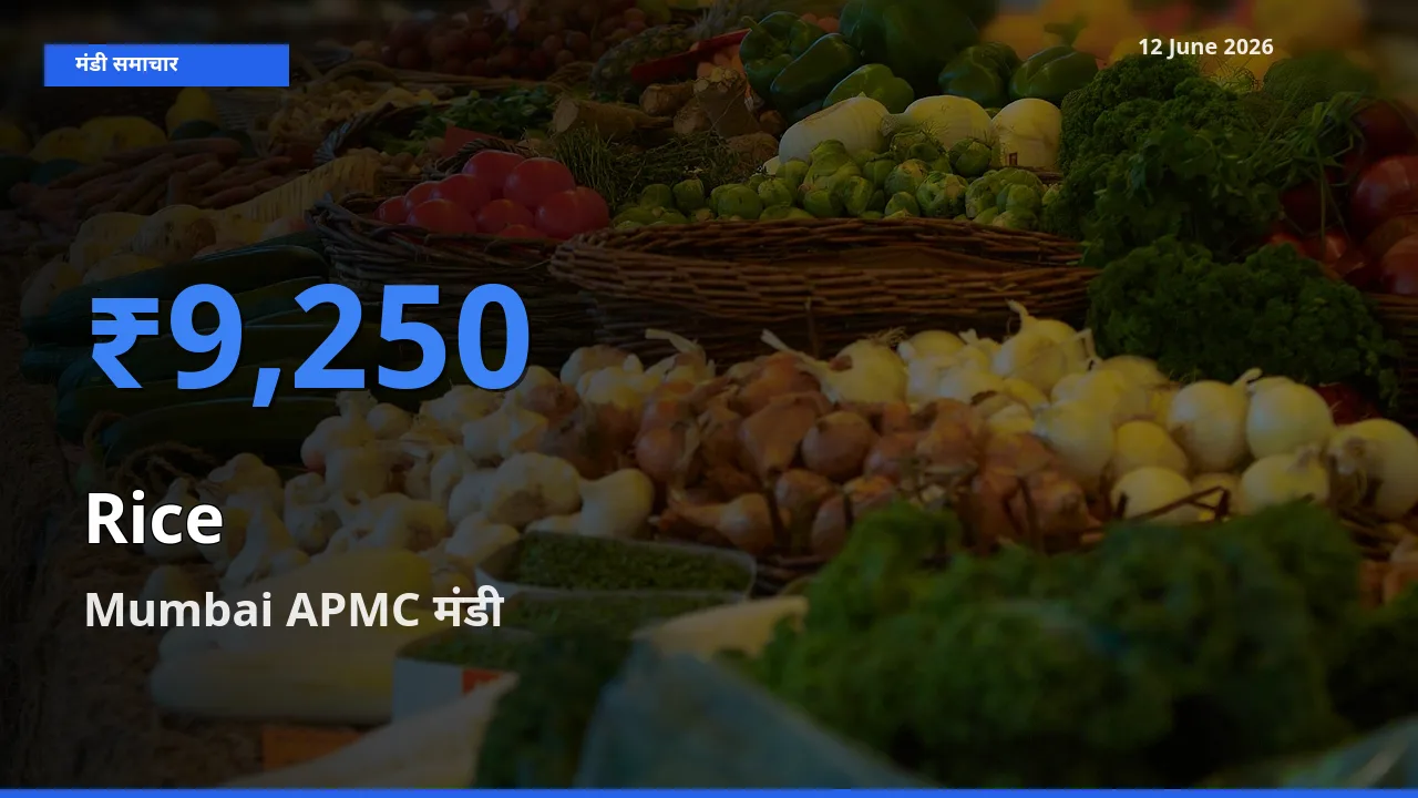आज चावल के सबसे ज़्यादा दाम Mumbai APMC मंडी में दर्ज