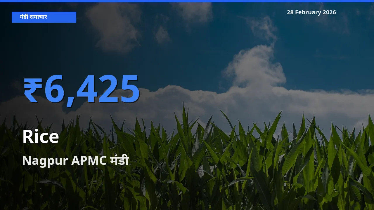 आज Rice के सबसे ज़्यादा दाम Nagpur APMC मंडी में दर्ज