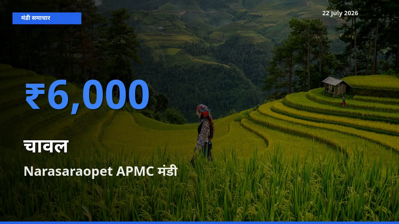 Narasaraopet APMC मंडी में आज चावल के सबसे ऊँचे दाम दर्ज