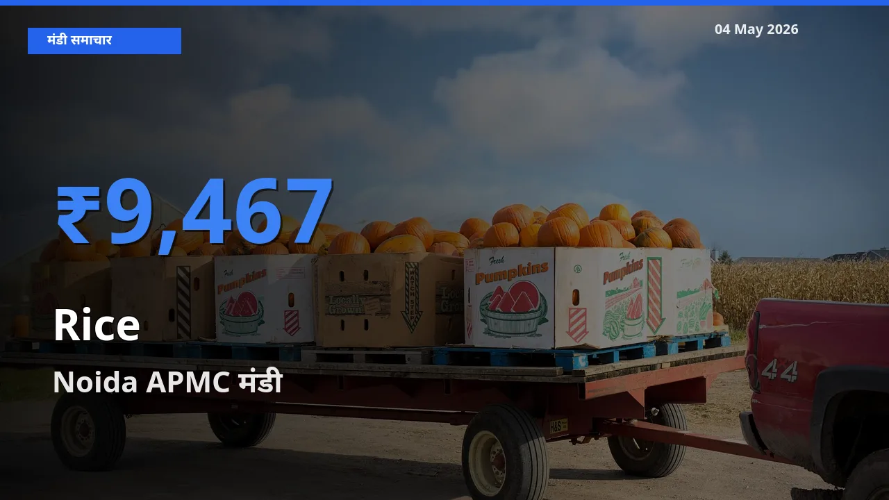 04 May अपडेट: चावल के सबसे ऊँचे दाम Noida APMC मंडी में