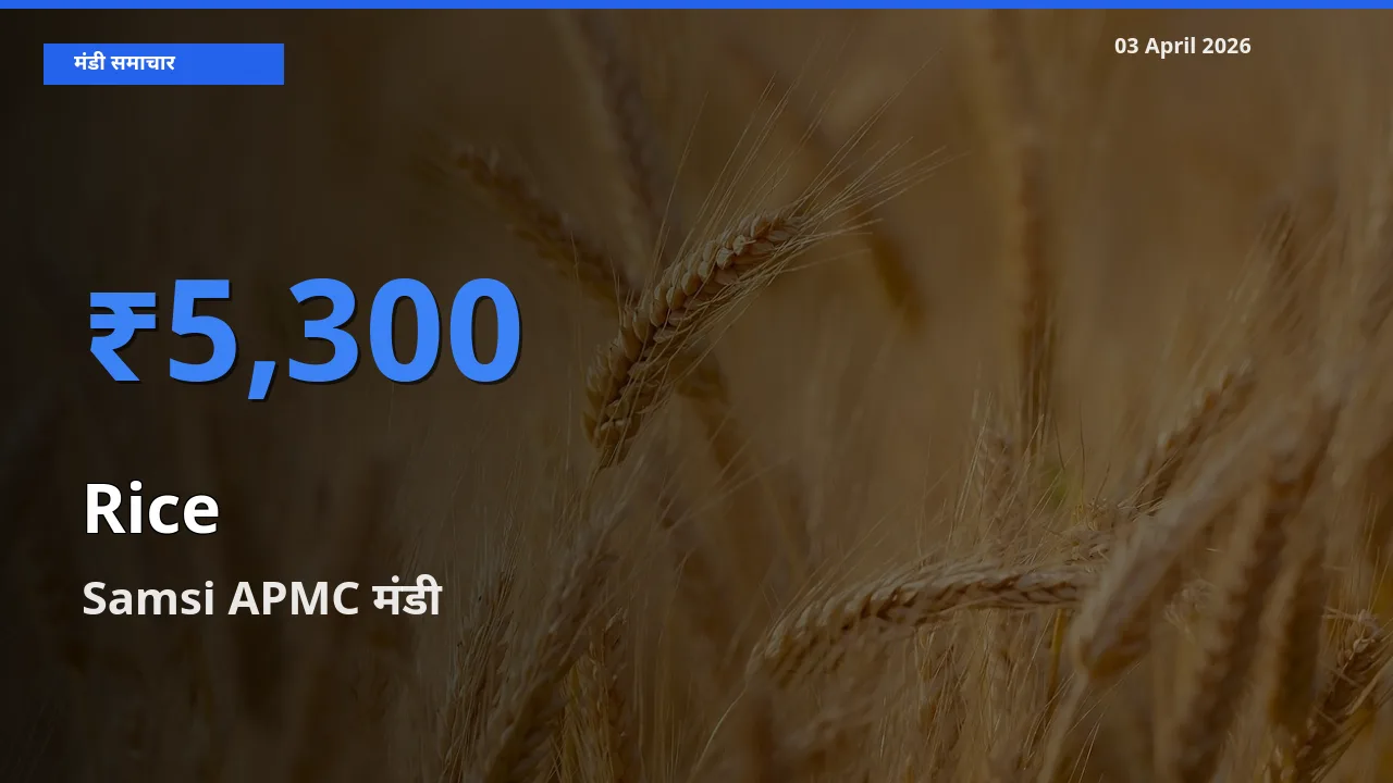 Samsi APMC में चावल का आज सबसे ऊँचा भाव