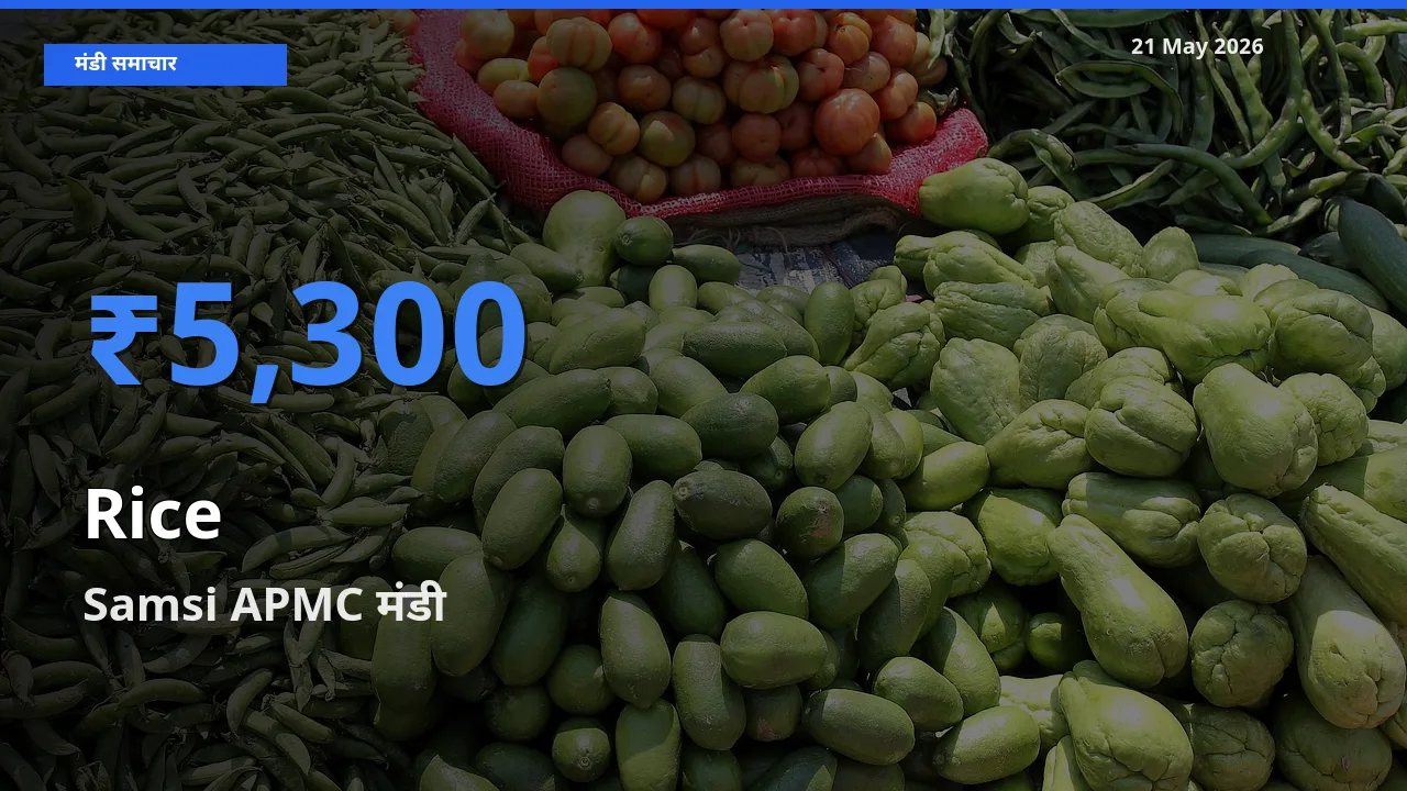 Samsi APMC मंडी में चावल ₹5,300 पर पहुँचा – आज का सर्वोच्च भाव