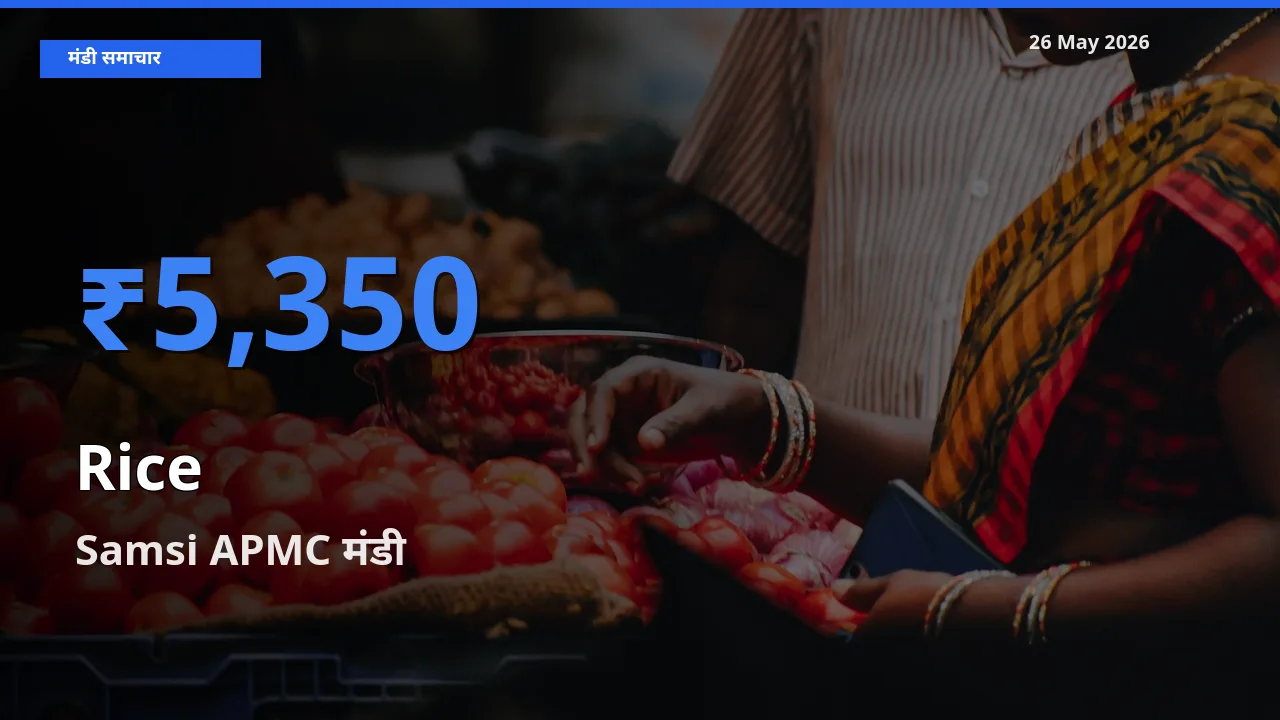 Samsi APMC मंडी में चावल ₹5,350 पर पहुँचा – आज का सर्वोच्च भाव