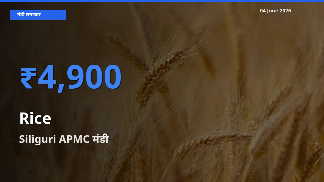 आज चावल के सबसे ज़्यादा दाम Siliguri APMC मंडी में दर्ज