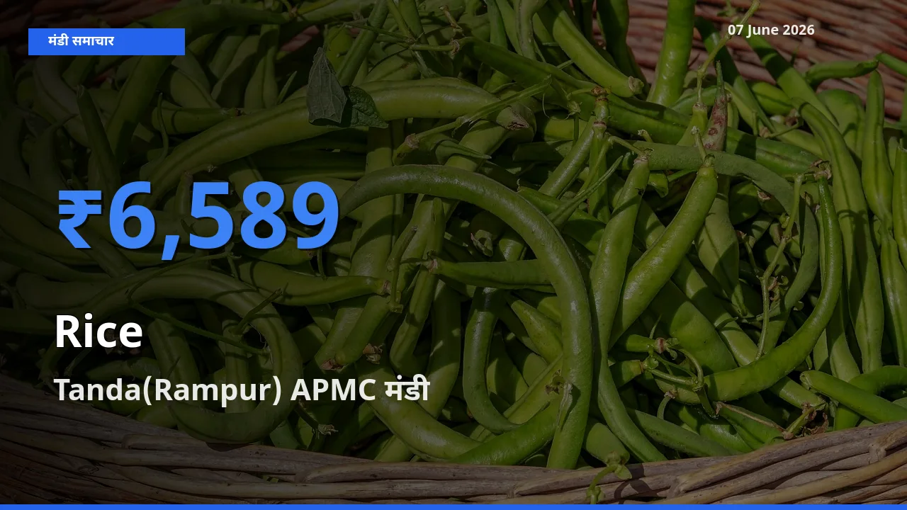 आज का मंडी भाव: चावल के सबसे ज़्यादा दाम Tanda(Rampur) APMC में