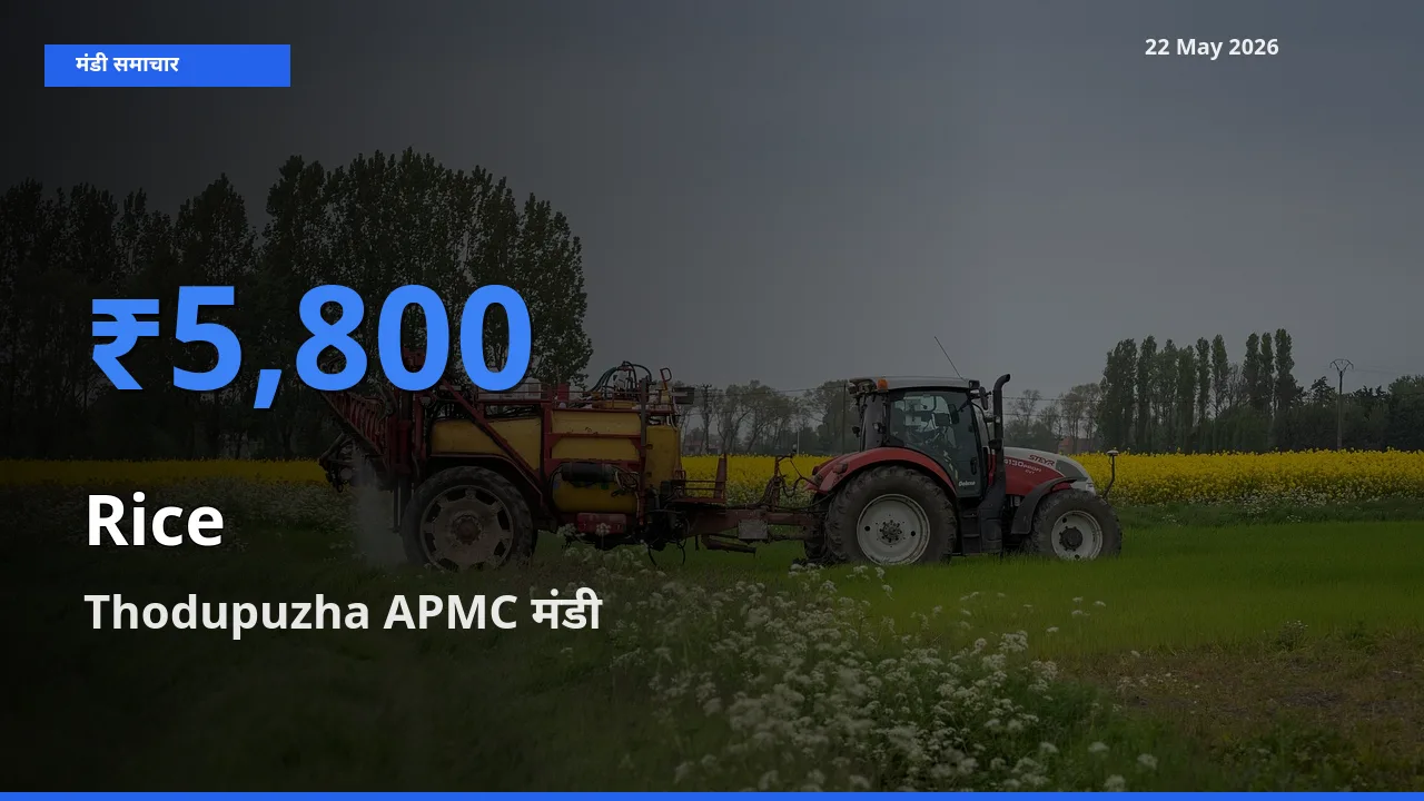 22 May अपडेट: चावल के सबसे ऊँचे दाम Thodupuzha APMC मंडी में