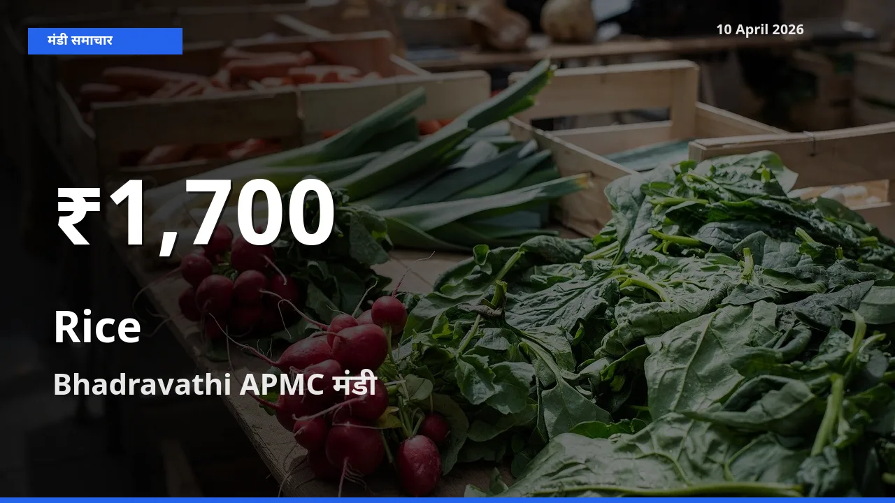 आज का मंडी भाव: Bhadravathi APMC में चावल 30 दिन के सबसे कम स्तर पर
