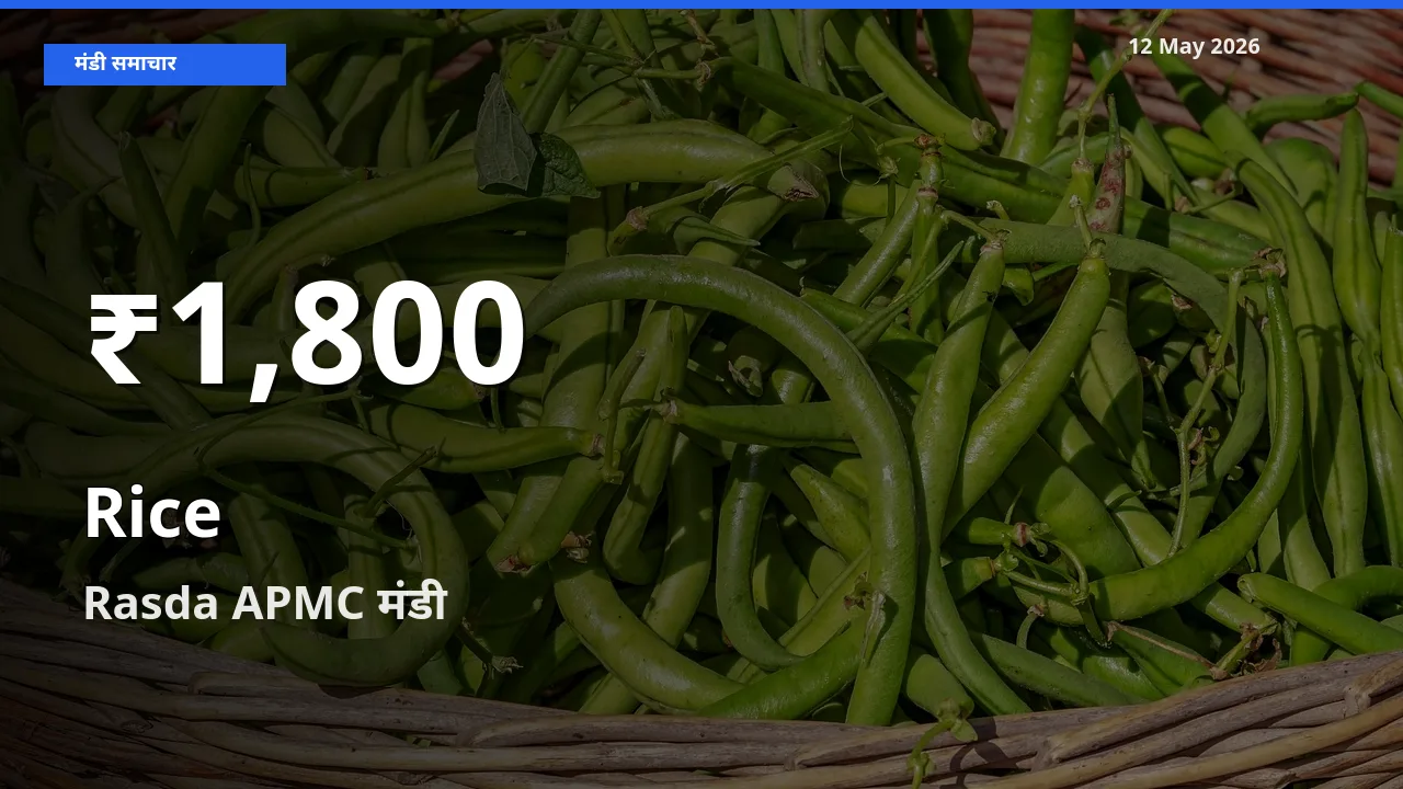 बाज़ार संकेत: चावल के भाव Rasda APMC में 30 दिन के निचले स्तर पर