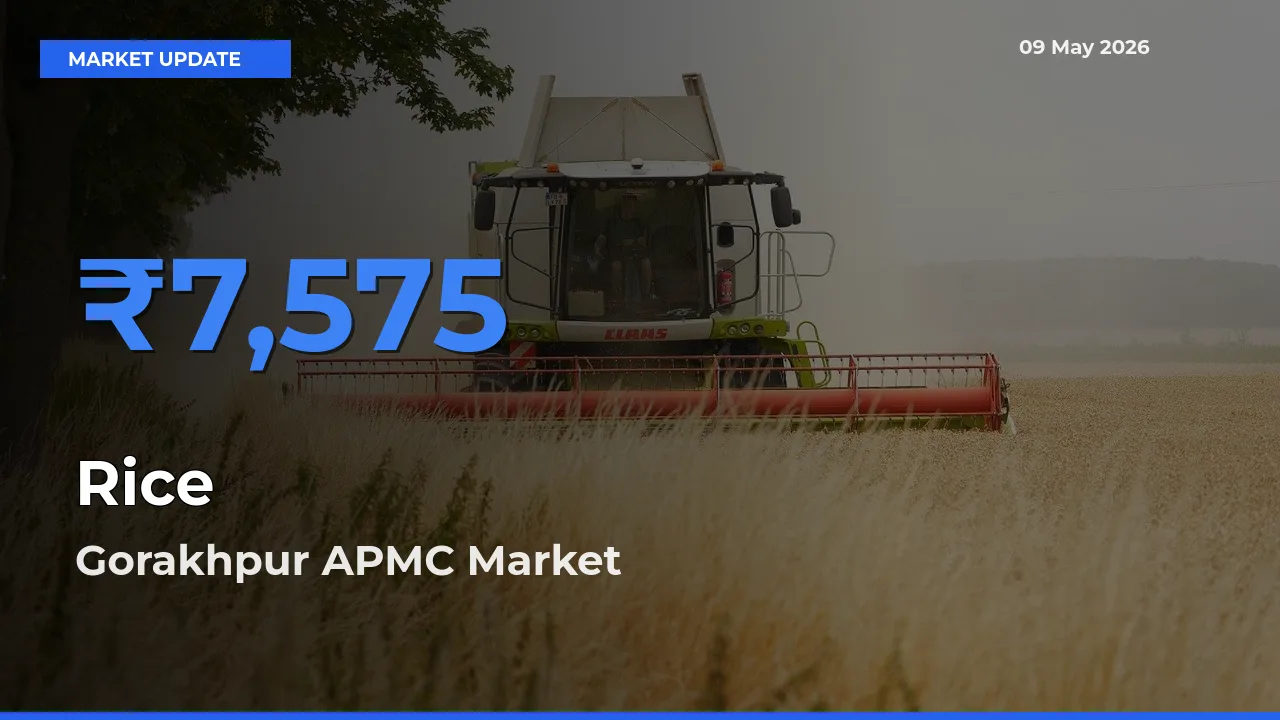 Gorakhpur APMC Offers ₹7,575 – Highest Rice Rate Today