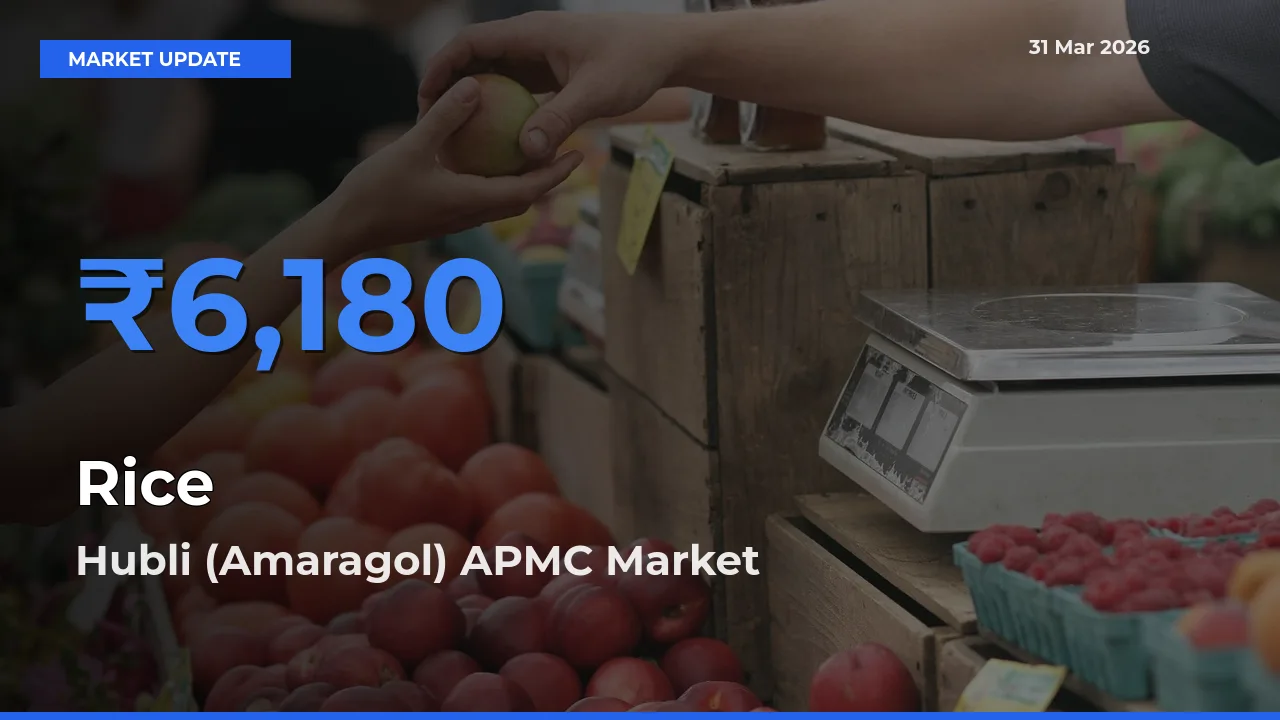 Hubli (Amaragol) APMC Tops Rice Mandi Rates Today