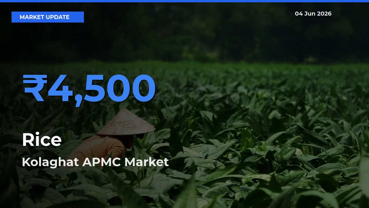Rice Mandi Rate Today: Kolaghat APMC Tops the List