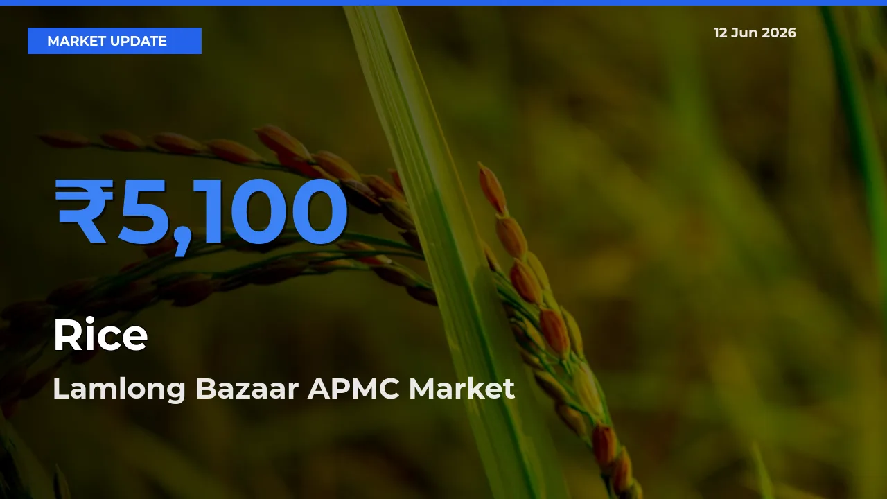 Lamlong Bazaar APMC Offers ₹5,100 – Highest Rice Rate Today