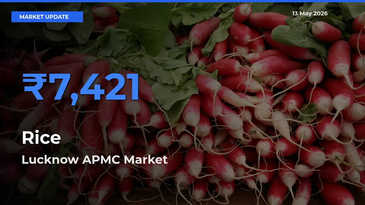 Top Performer! Lucknow APMC Offers Best Rice Price Today