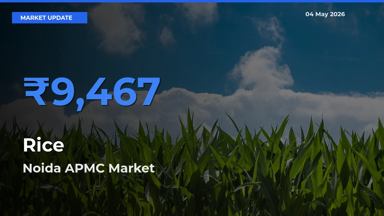 Top Performer! Noida APMC Offers Best Rice Price Today