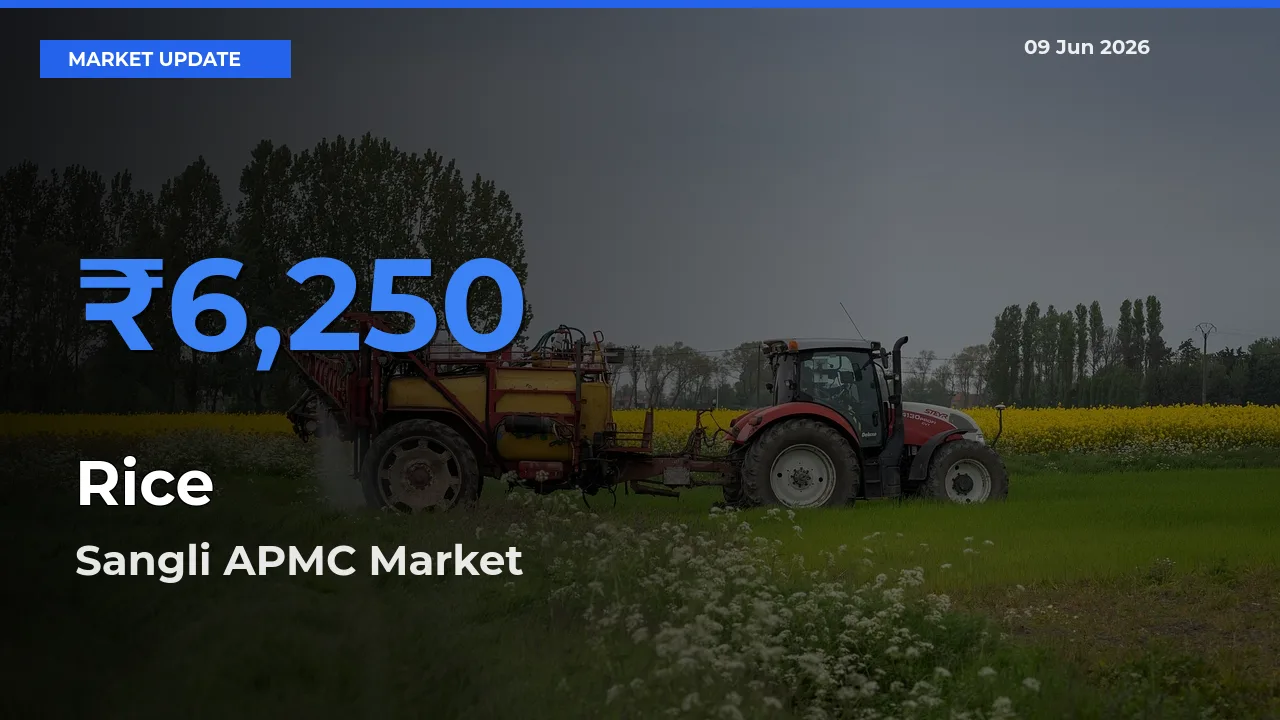Sangli APMC Offers ₹6,250 – Highest Rice Rate Today