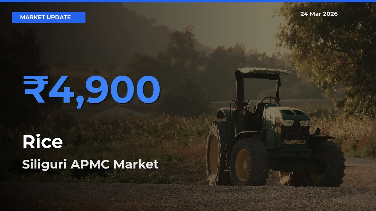 Siliguri APMC Emerges as Top Mandi for Rice Prices Today