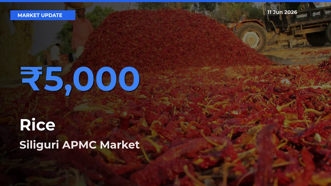 Siliguri APMC Records Highest ₹5,000 Rate for Rice