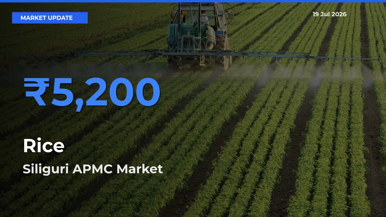Farmers Prefer Siliguri APMC as Rice Hits Highest Rate
