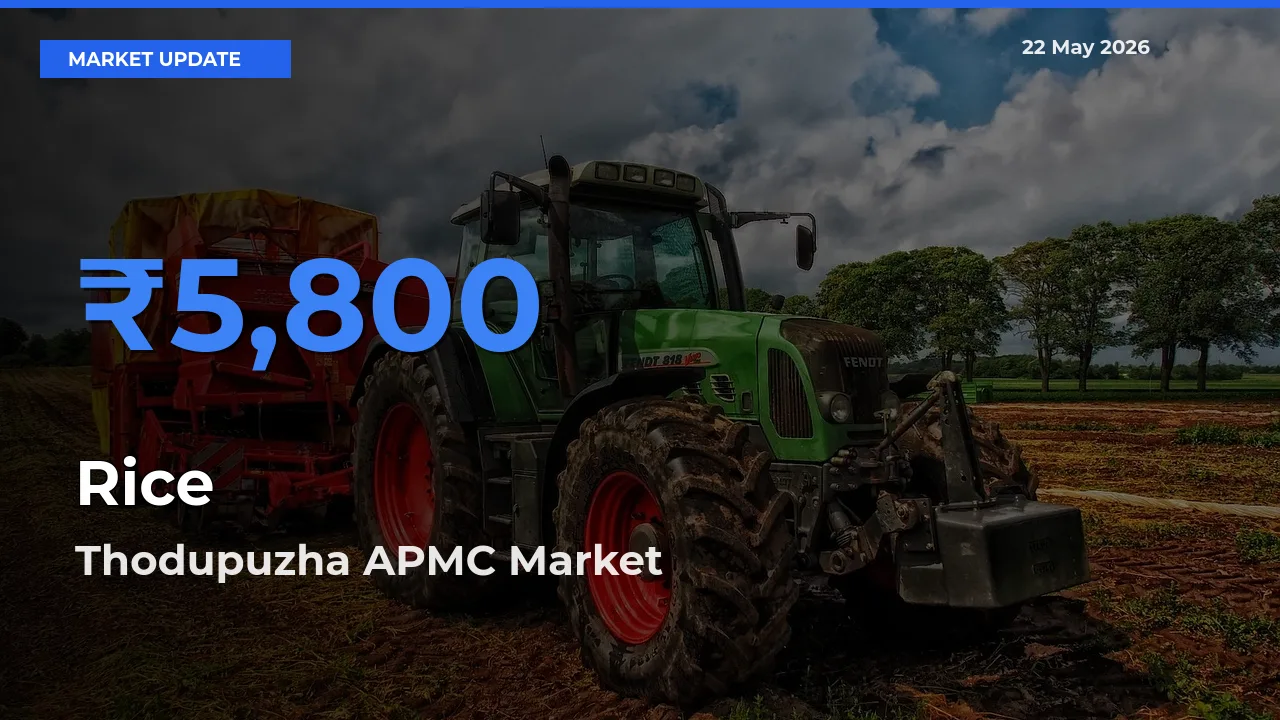 Farmers Prefer Thodupuzha APMC as Rice Hits Highest Rate