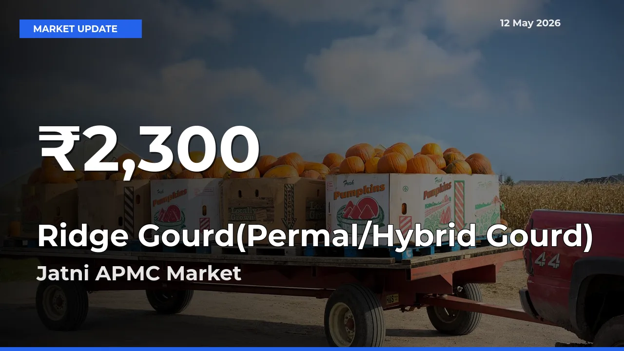 Ridge Gourd(Permal/Hybrid Gourd) Mandi Rate Today: 30-Day Low Recorded in Jatni APMC