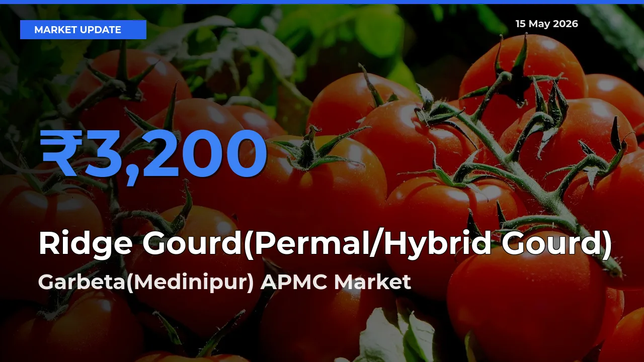 Garbeta(Medinipur) APMC Offers ₹3,200 – Highest Ridge Gourd(Permal/Hybrid Gourd) Rate Today